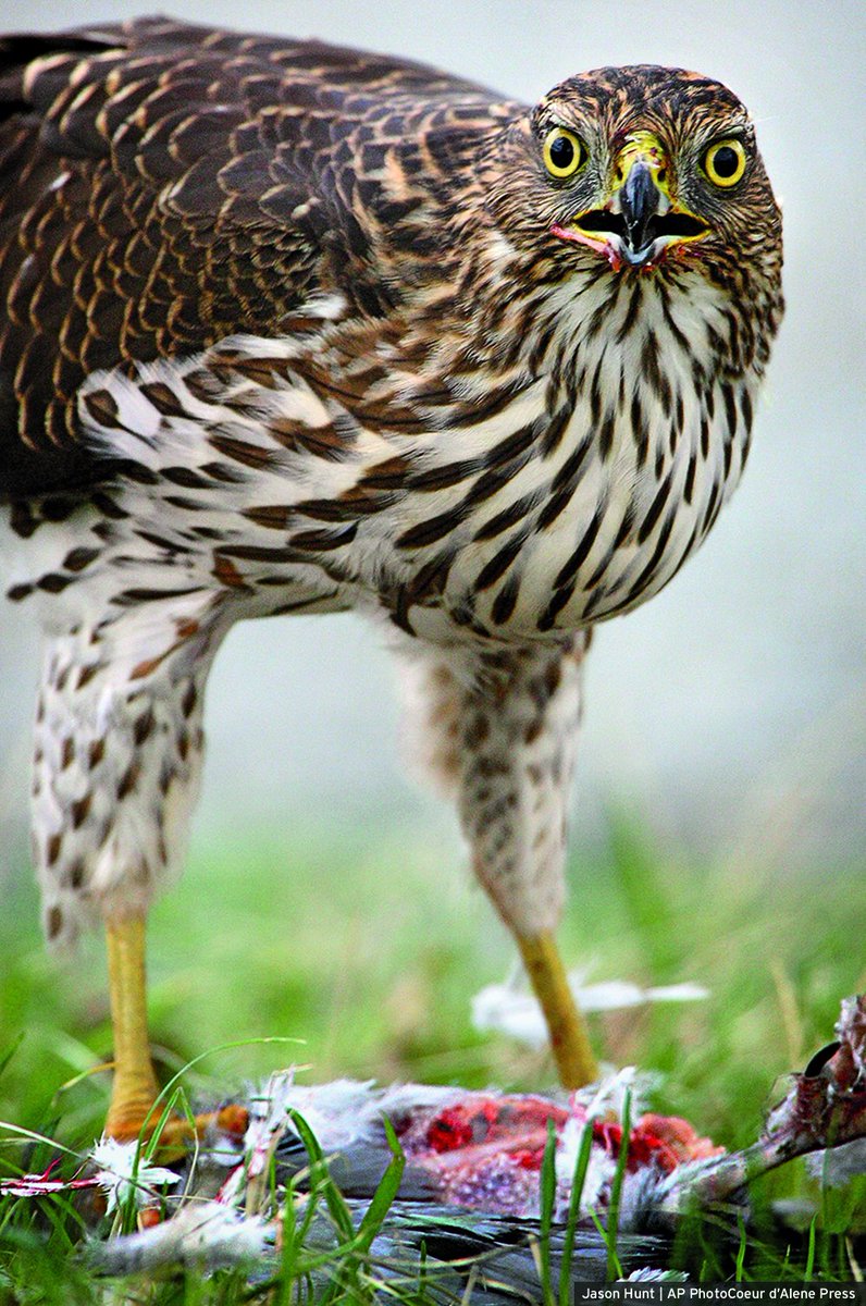 National Wildlife Federation On Twitter When Birds Eat Birds