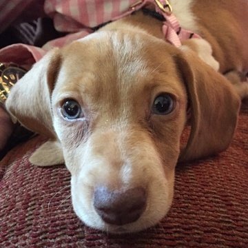 PawPartyBox's tweet image. Not sure about you, but I have a sugar headache. #halloween #partyinabox #funinabox #dogsoftwitter #dogs #DogsofHalloween #puppies 🍬🍭🍬🍭🍬🍭