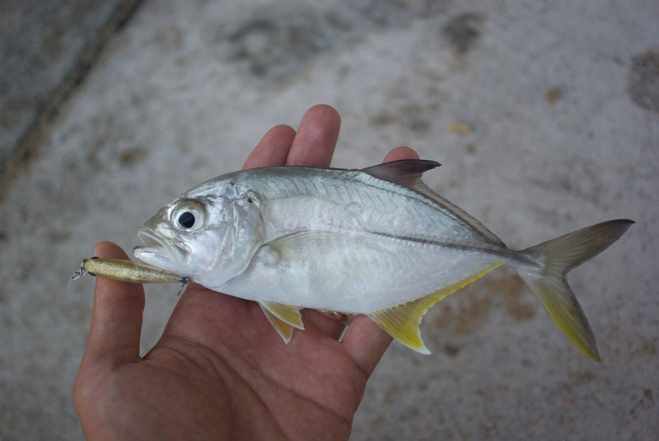 長嶋祐成 メッキ と呼ばれる平たいアジの仲間の幼魚 メジャーどころ４種 順にギンガメアジ ロウニンアジ カスミアジ オニヒラアジ 前２種は細かくざらついた感じの金属光沢の質感が似つつ顔つきが違う 後２種は透明感のあるつるりとした金属光沢も