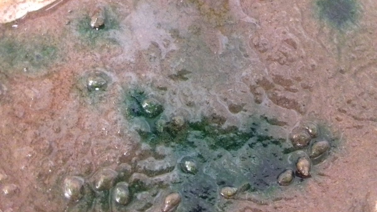 Galba truncatula feeding on algae. Well camouflaged on the mud. How many can you spot? #snails #liverfluke #parasites