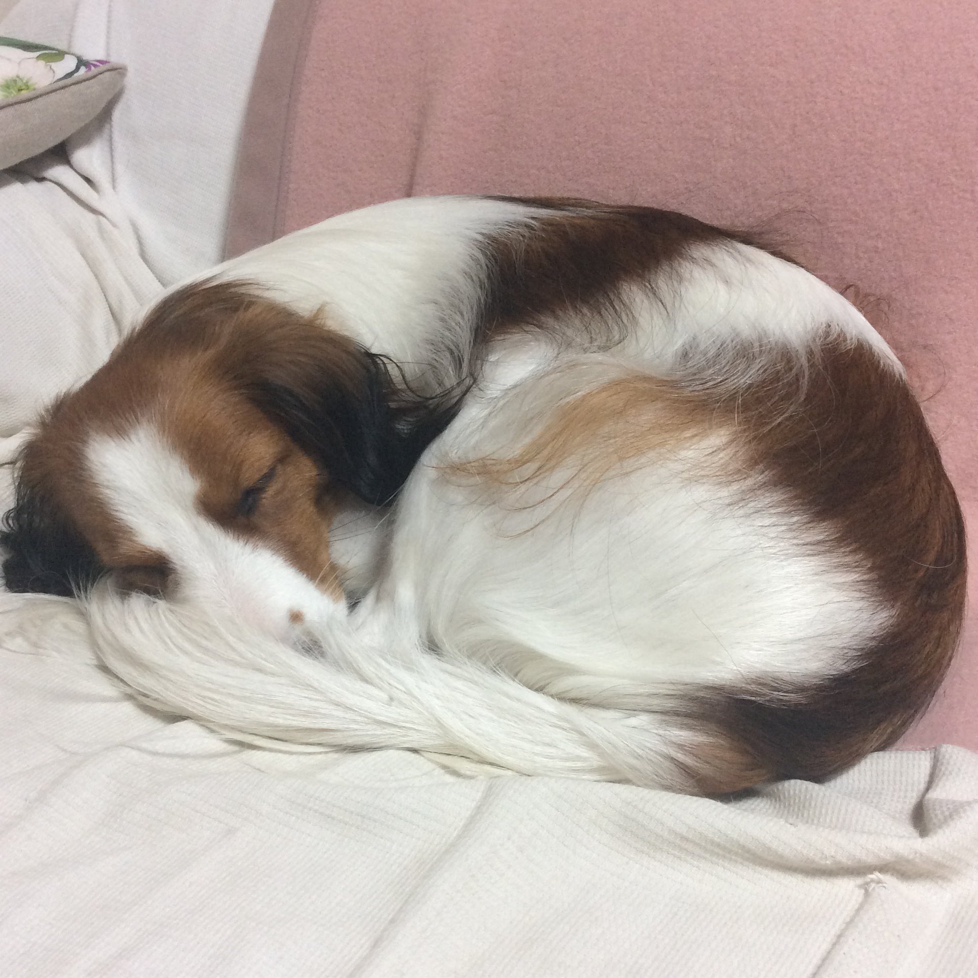 Coco もうすぐ立冬 犬も丸まる冬到来です T Co Ohjee3kf9b Twitter