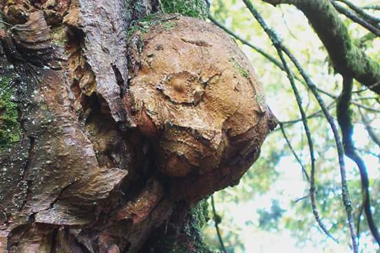 Westcountrywand's tweet photo. On a tree trunk at #Westonbirt yesterday #fallenbranches https://t.co/H0K0UZO2iT