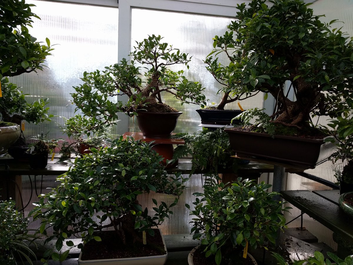 bonsaicolmenar's tweet photo. Festivos Abrimos hasta las 2.
#bonsai #ficus #arbol
#cursos #macetas #herramientas #regalo #jarfin @bonsaicolmenar en Comunidad #Madrid https://t.co/VZEd8CcVn3