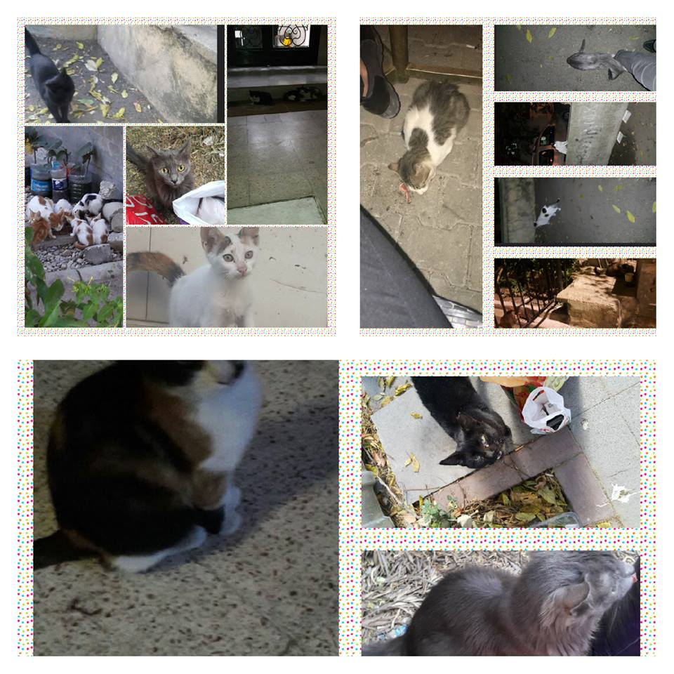 Havalarsoğudu :( her zamankinden dahaçok yemeğe ihtiyaçlarıvar.Görünen sadece bir kaçıOnların doymasına destek olurmusunuz İZMİR 05334637379