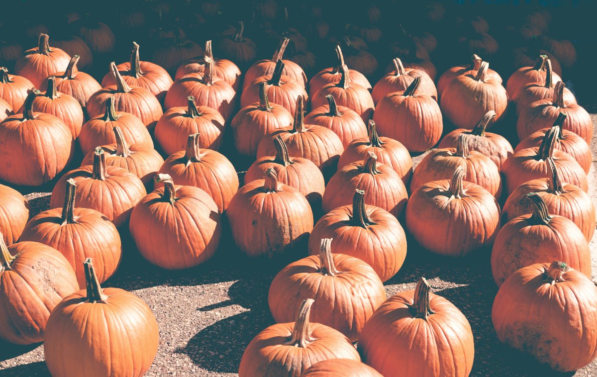 BobbyDepotVente's tweet image. Bobby est fermé aujourd'hui mais on revient demain avec une belle sélection d'automne !
#pumpkinstyle