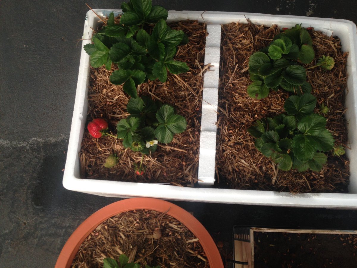Jenbreen4's tweet photo. #springtimegarden 🍓🍋🍊🍅 https://t.co/nKbNOIo6iF