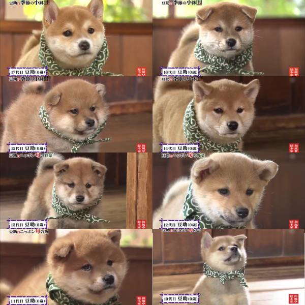 ひじりん 桜華月 仔犬や赤ちゃん柴犬で可愛いと言えば 和風総本家の豆助でしょ マツコの知らない世界