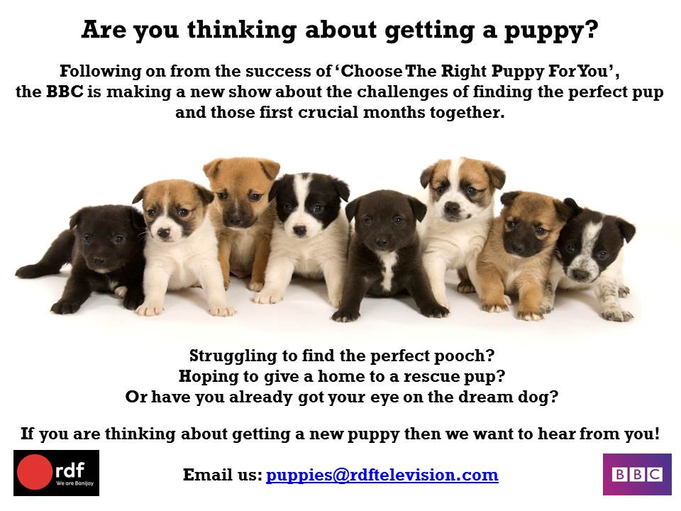 RDF Puppies tweet media