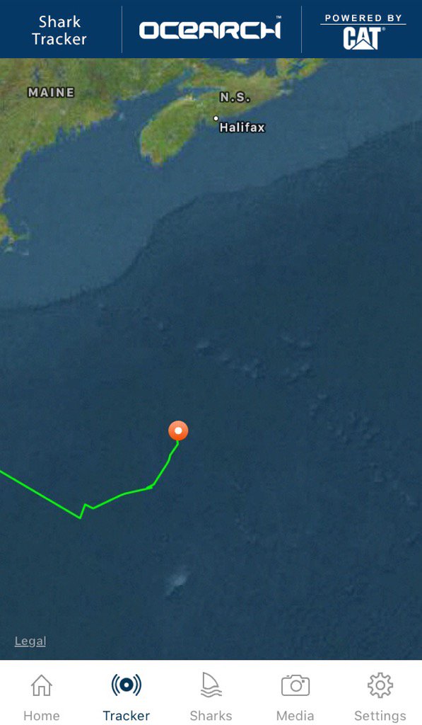 deep blue shark location deep blue shark location