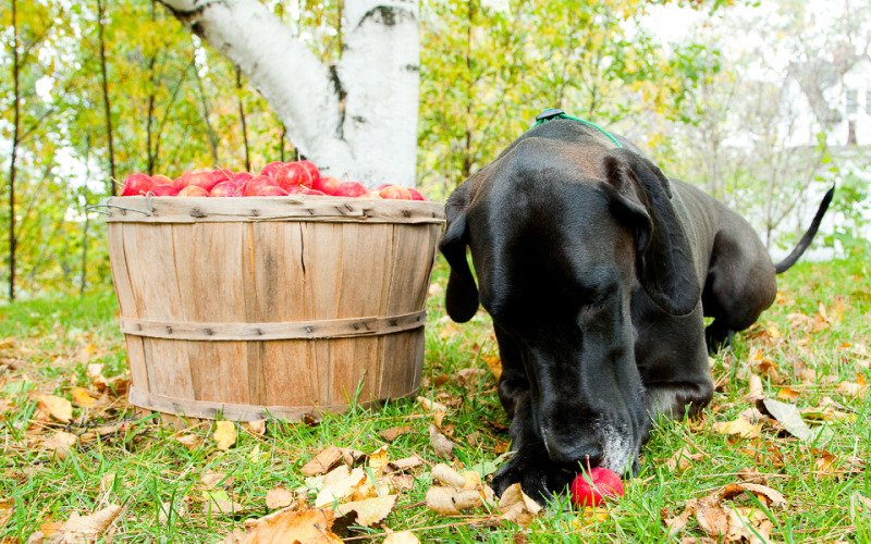 Good Dogs & Co. tweet media