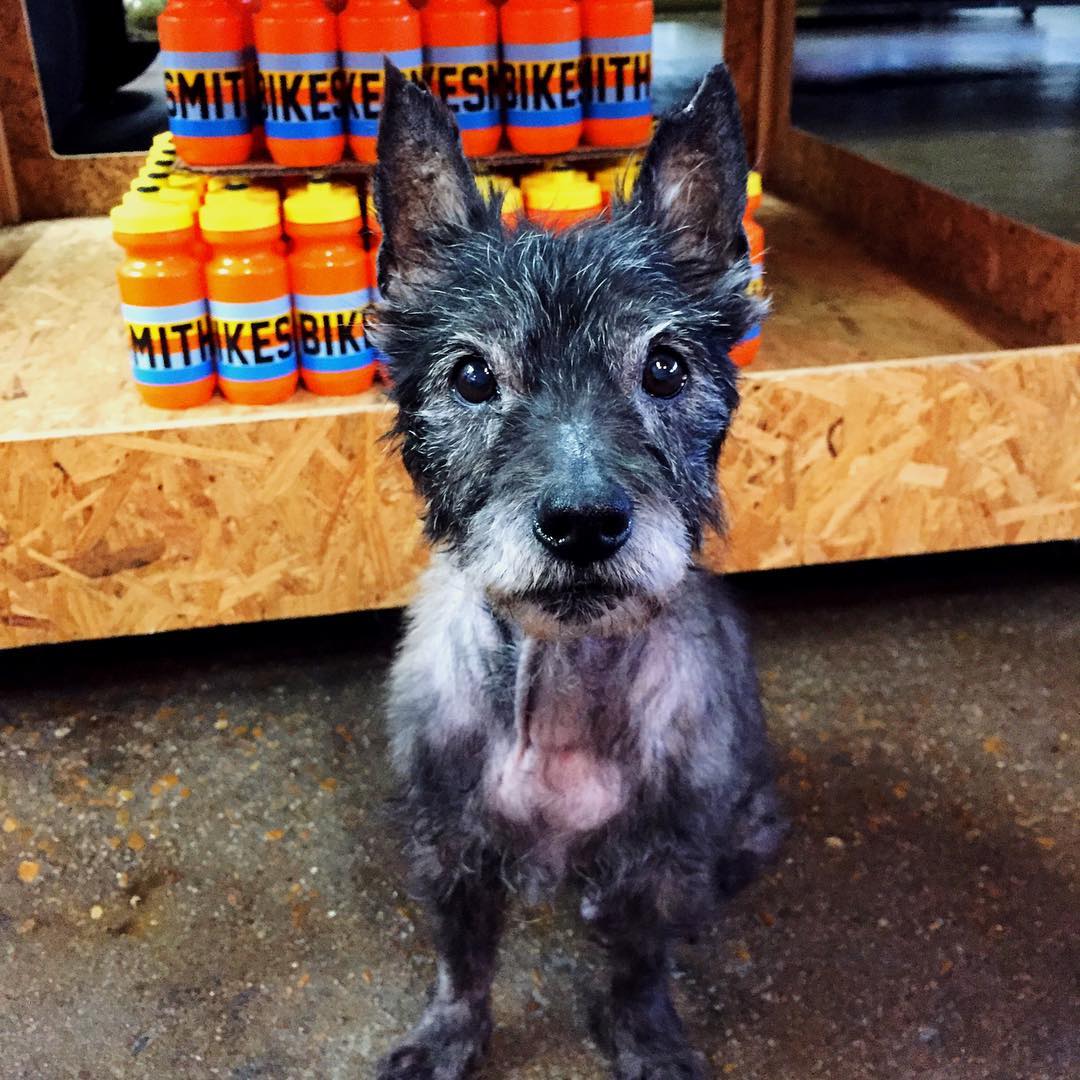 Meet Barkly! He's a new member of our crew. He loves the pump track, so we think he is going to fit in perfectly!