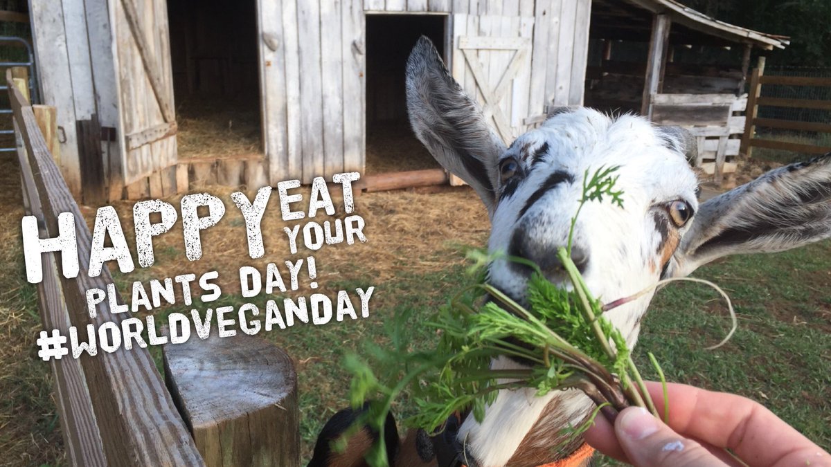 Matt_Dominguez's tweet image. Happy #worldveganday!

Here are just a few reasons to try #vegan: 🌎, your health, 🐮🐥🐷.