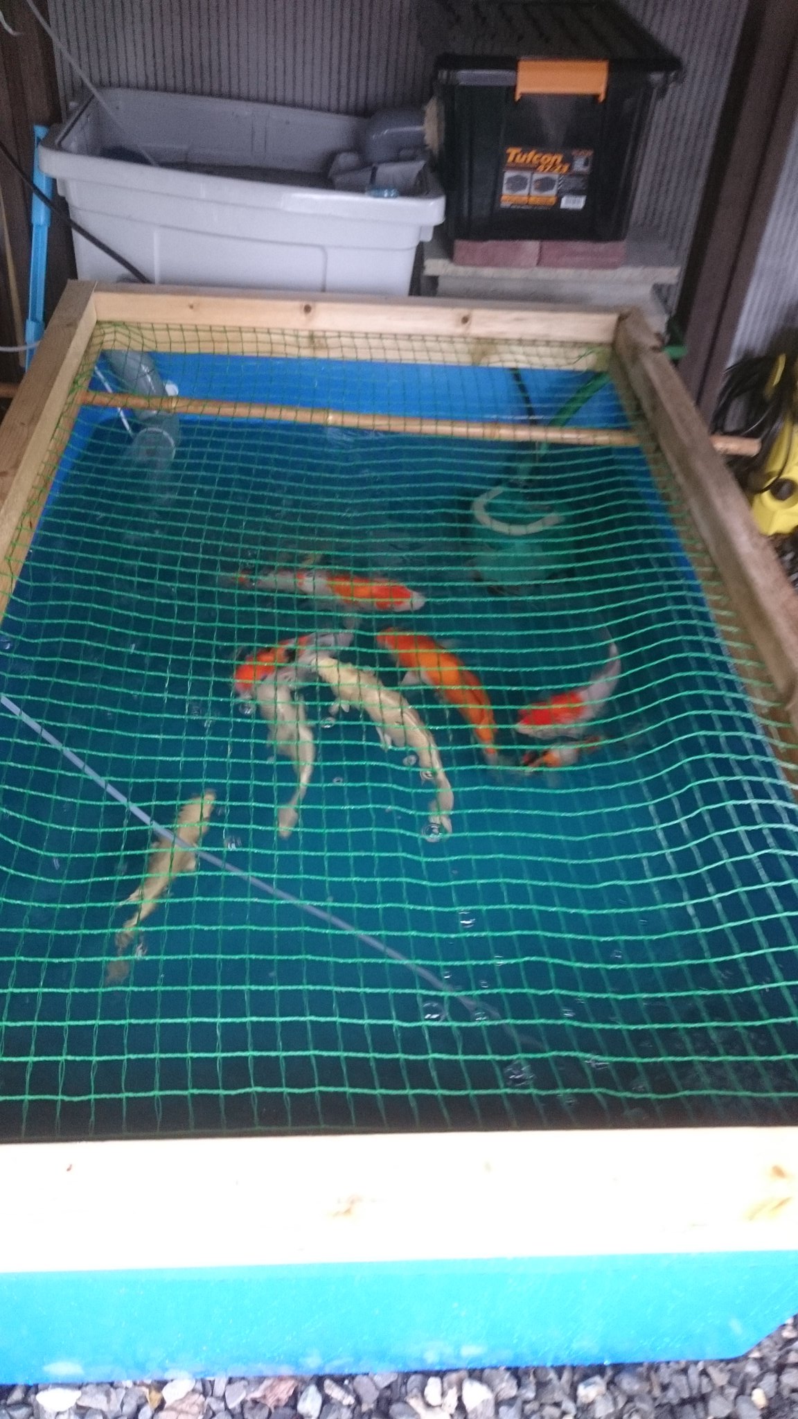 錦鯉と亀 400リットルの錦鯉プラ舟 昨夜辺りから水温18度そこそこのため 餌は１日一回になりました 初めて外で越冬さす予定なので どのタイミングで何をしたらいいのかもわかりません 誰か教えて下さ い T Co Zy7gc8hxuo Twitter