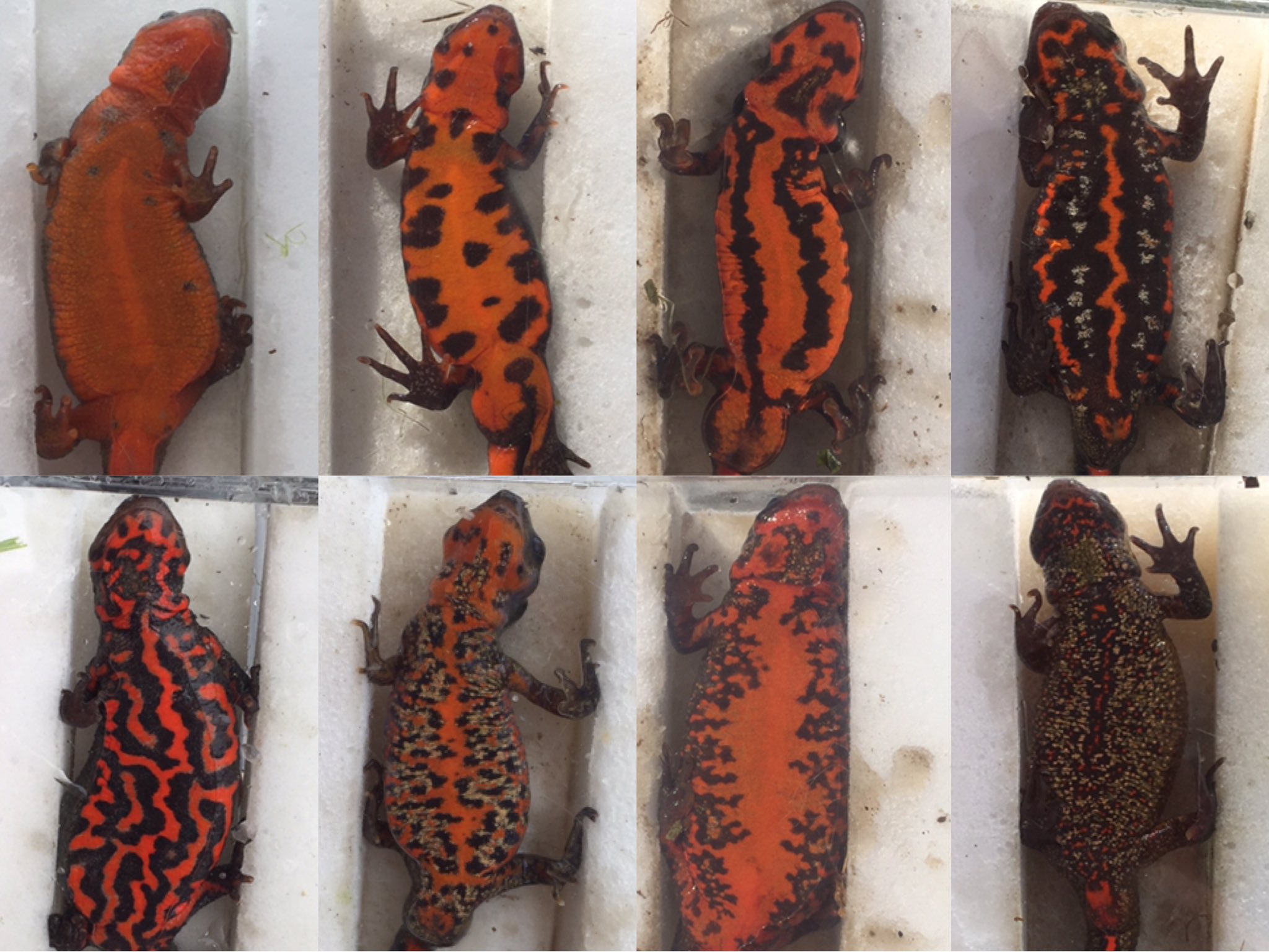 アカハライモリのおなかの写真⑩枚