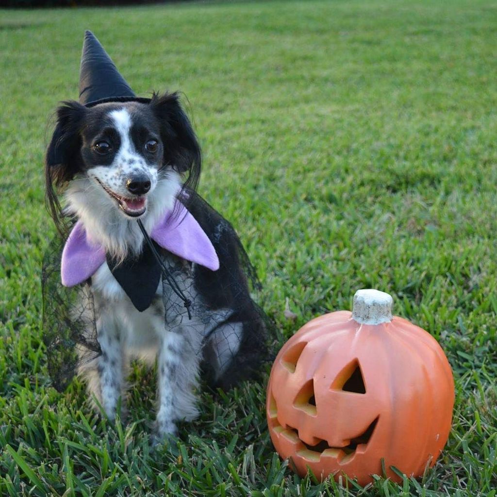 TheDogLiberator's tweet photo. #James with lil #Zoey loves to dress up for #Halloween. Hope everyone had a safe night and is enjoying the #candyc… https://t.co/wz7Wk1Aw0R