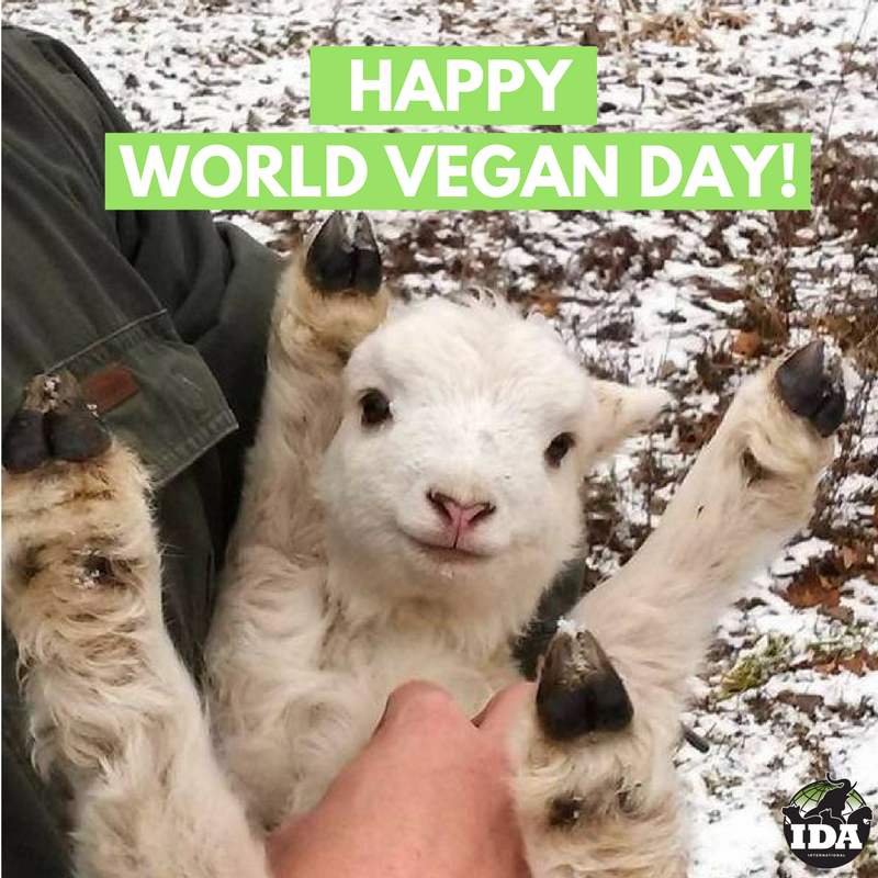 Happy #WorldVeganDay everyone!
If you're veg-curious, today is the perfect day to begin!
Get our free guide: idausa.org/VegGuide