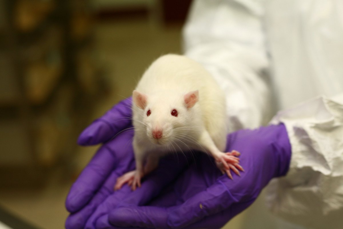 The_EARA's tweet photo. If you're at #AALAS16, don't miss panel session Come See Our World: Advocacy and Authenticity - Thu 12:30-2pm @curedisease @animalresearch https://t.co/200wbEyzaA