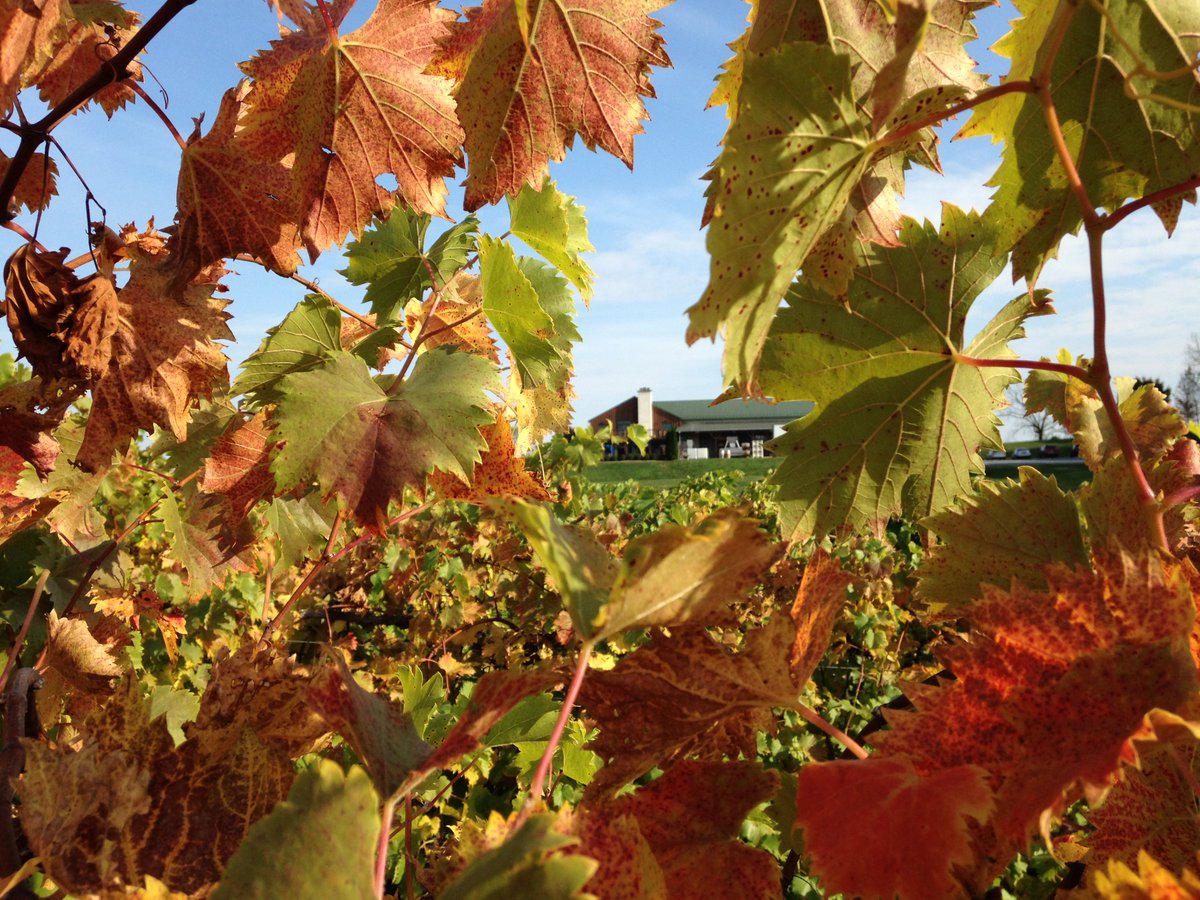 Happy #November! We have some beautiful #FallColors out in the #vineyard right now! #vawine #shenandoahvalley