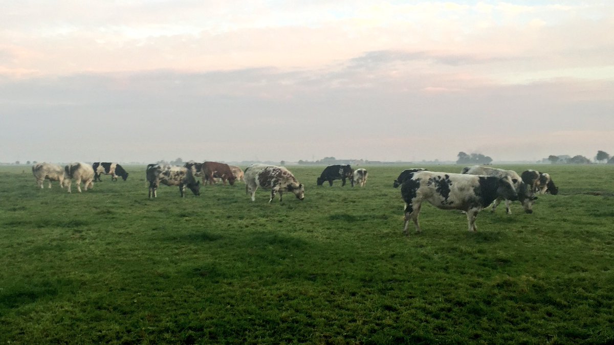 agency_privacy's tweet photo. #sunset
#Tolhuus #Aizing @GerhardKornelis @Vlietrix @Aotea9 @gemeente_Winsum

#Middag #Middagherland

Kijk Op Ezinge🐄
NieuweStreek-Zuiderweg https://t.co/2b4y5m9fzN
