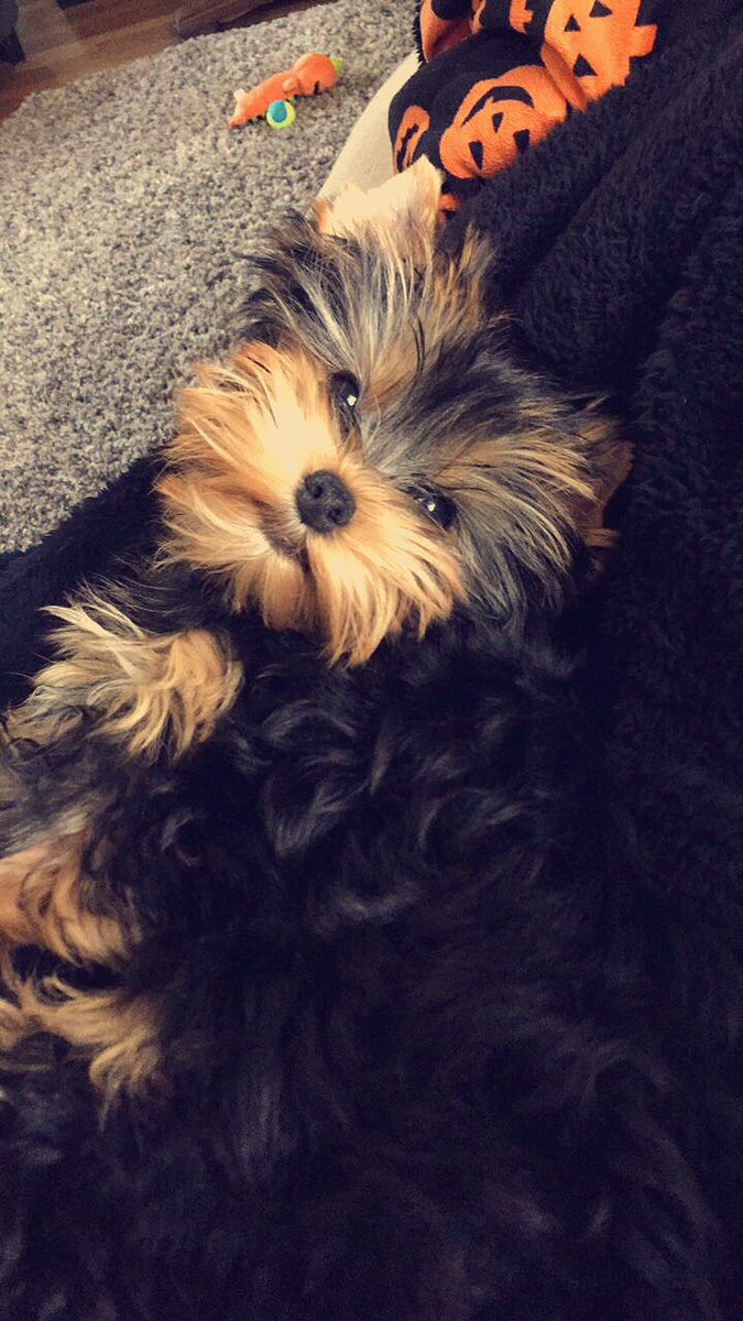 olivia_2e's tweet photo. Archie has stolen my heart!❤️ https://t.co/X7Y8RV4rP7