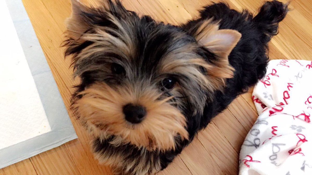 olivia_2e's tweet photo. Archie has stolen my heart!❤️ https://t.co/X7Y8RV4rP7