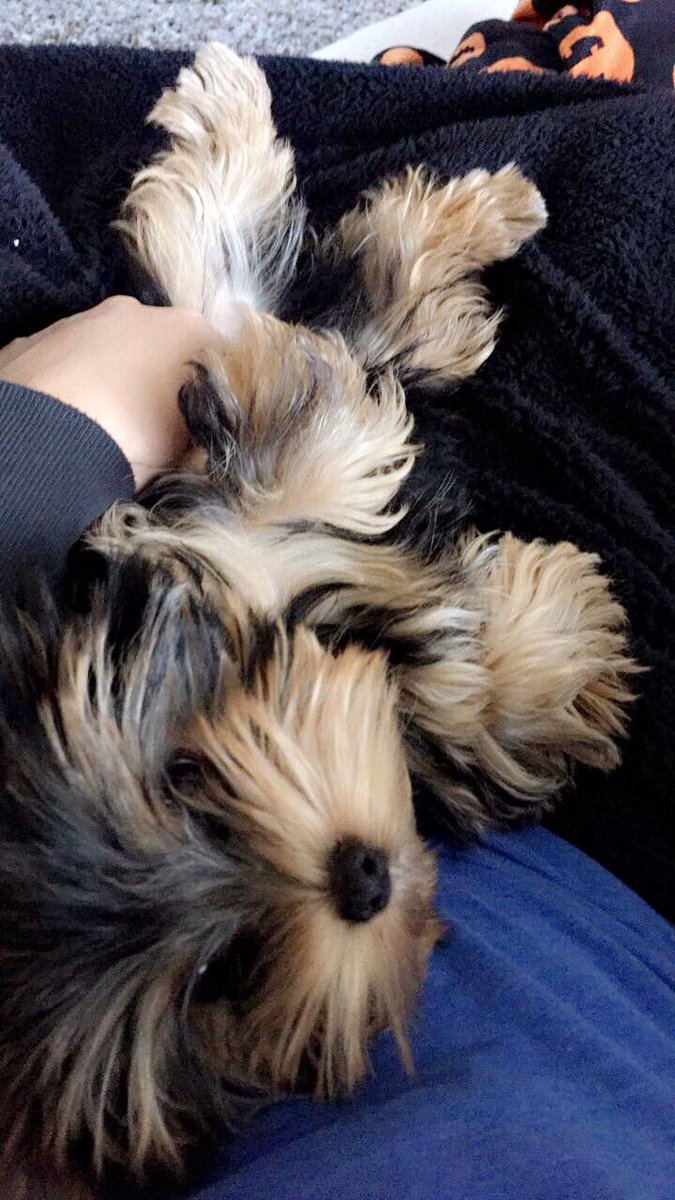 olivia_2e's tweet photo. Archie has stolen my heart!❤️ https://t.co/X7Y8RV4rP7