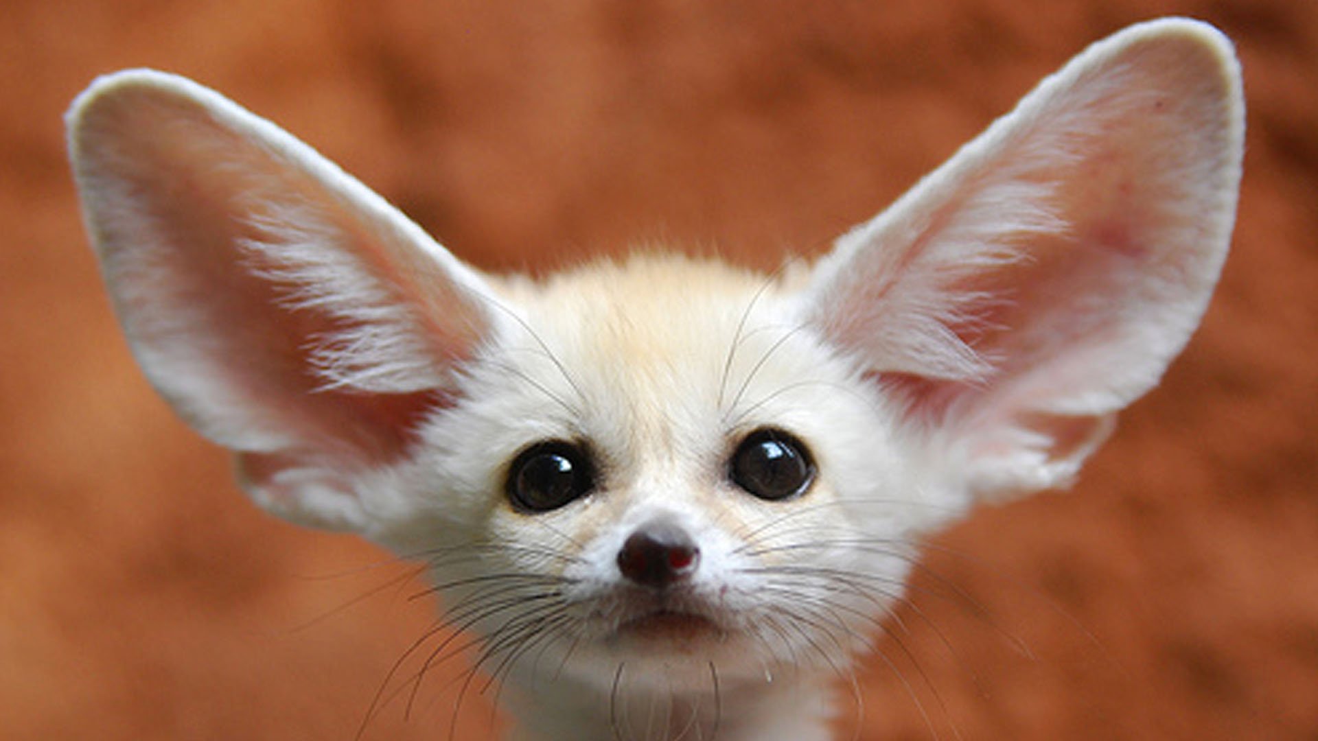 Qatar Living on Twitter "WATCH Is this the CUTEST animal in Qatar? https//t.co/0aEmN5csOH