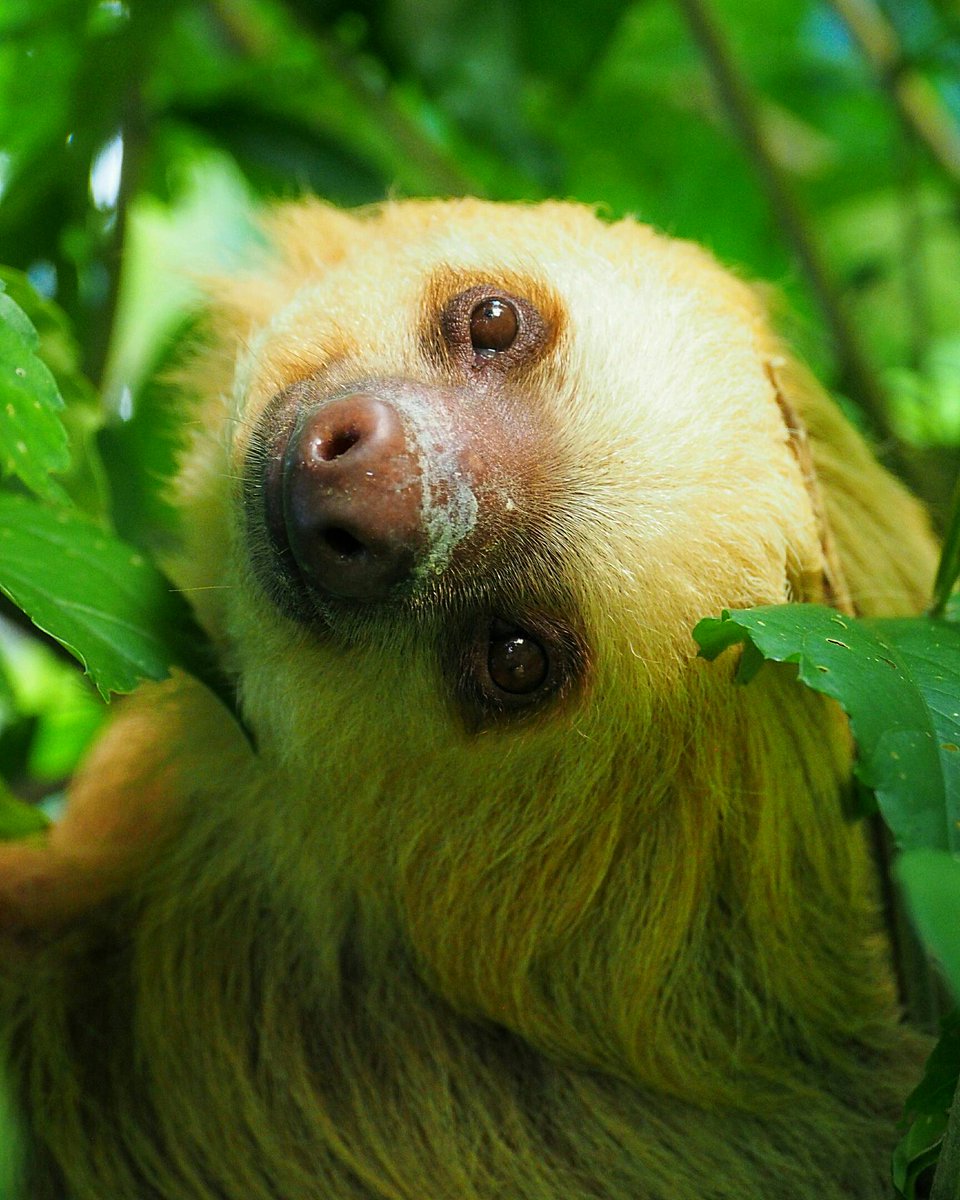 360Honeymoon's tweet photo. "Nature does not hurry, yet everything is accomplished" - Lao Tzu @Housesitting
https://t.co/fRqxcHcTP8
#wildlife #sloth #costatica #ttot https://t.co/PghBuYLkd6