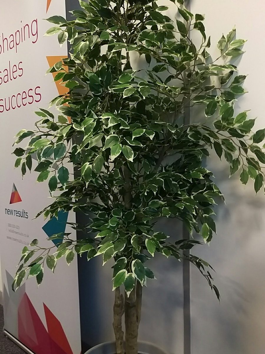 NewResultsHQ's tweet photo. Meet Gary the new office plant. Thanks @Achieve_Digital 😋 https://t.co/MvYSLfA556