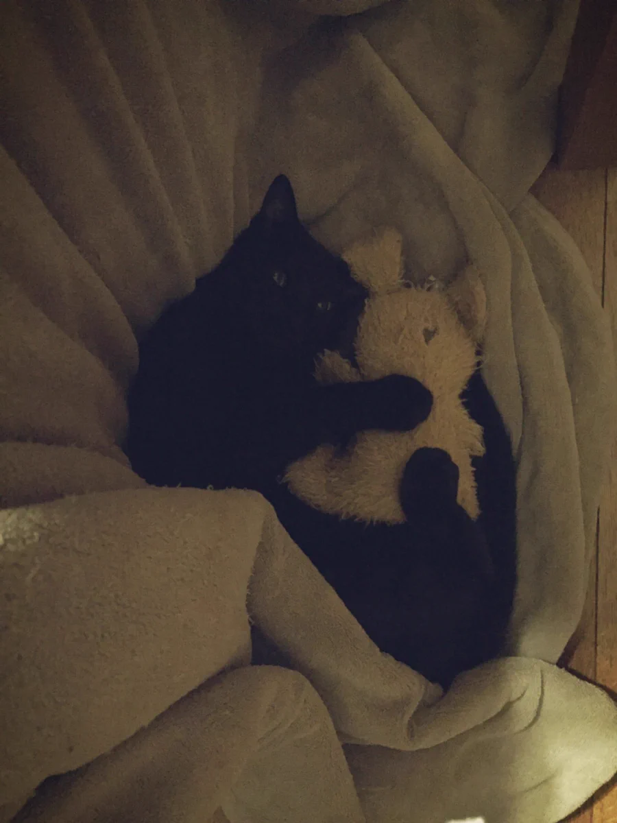 こんなの反則WWかわいすぎる黒猫WW一人で寝れれないのかなW