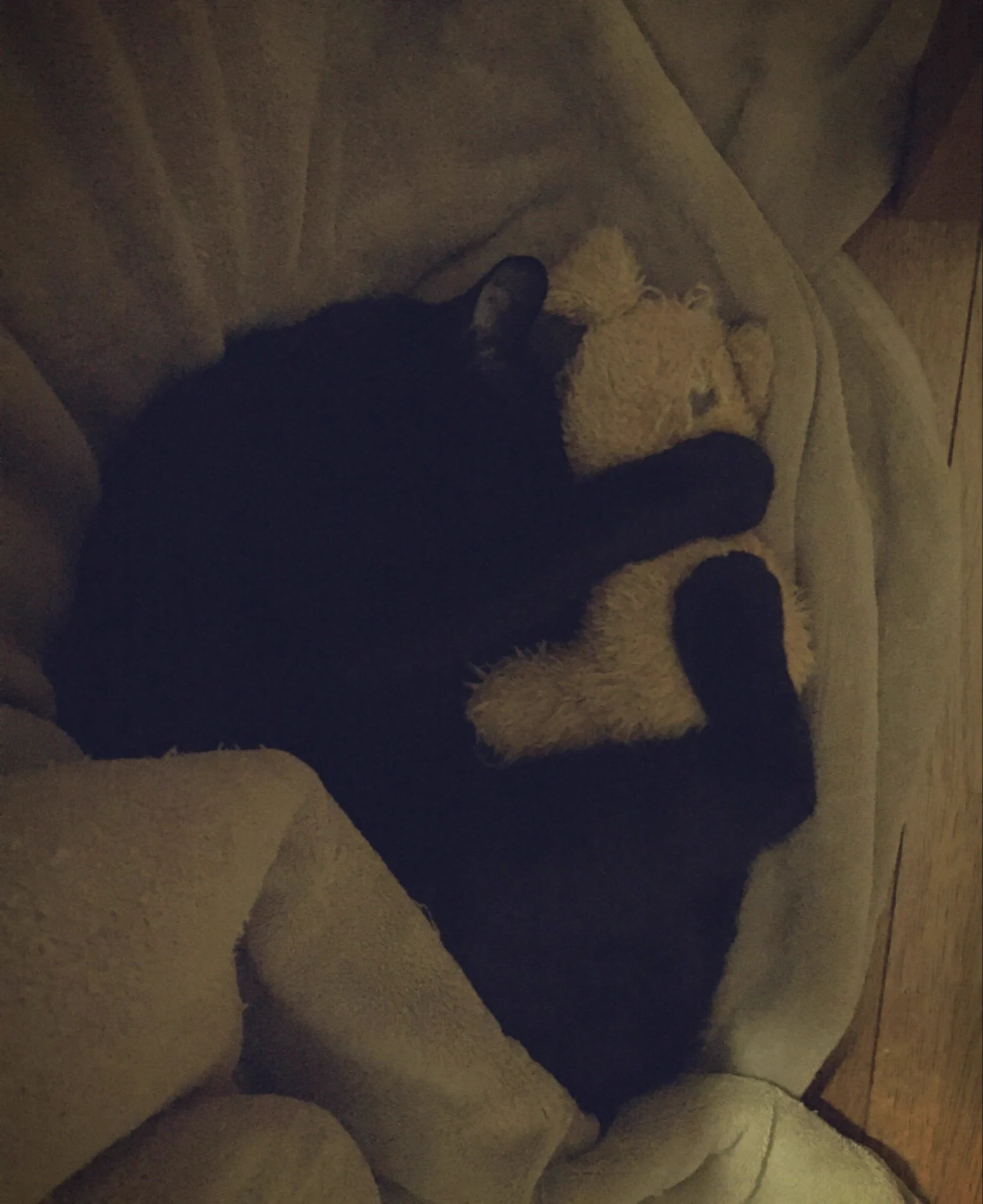 こんなの反則WWかわいすぎる黒猫WW一人で寝れれないのかなW