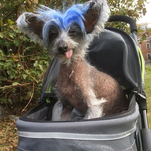 UnleashedPetco tweet picture