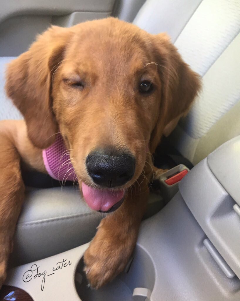 This is Fiona. She's an extremely mediocre copilot. Very distracting. Wink makes up for all the missed turns. 12/10