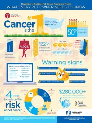 PetAgeMag's tweet photo. It's National Pet Cancer Awareness Month, and @Nationwide and the Animal #Cancer Foundation want to #CurePetCancer: https://t.co/7kzrVNfvBt https://t.co/mPrcULMzfE