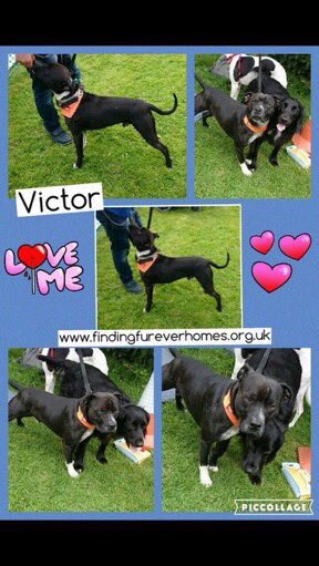 karen73984451's tweet photo. #AdoptDontShop #plz RT for #Victot 💙💙this handsome lad doing well in foster needs a furever @NWDogRescue https://t.co/t4XJ7SvRz6