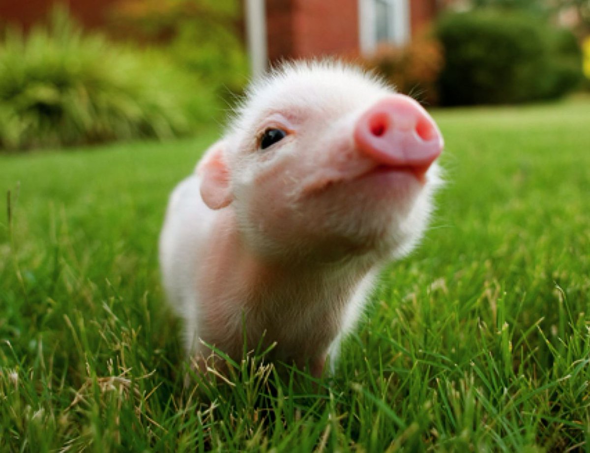 Being vegan isn't only about the CUTE animals. But here's a cute piglet just because #veganday #vagan #worldveganday