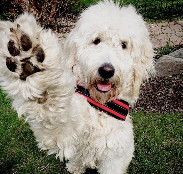 CookesPremDogs's tweet photo. Use #CookesDog to feature ๐ธEveryday we are going to feature our favourite dog & at the end of the week one will win a prize!Simple? https://t.co/TAMUjUAIso