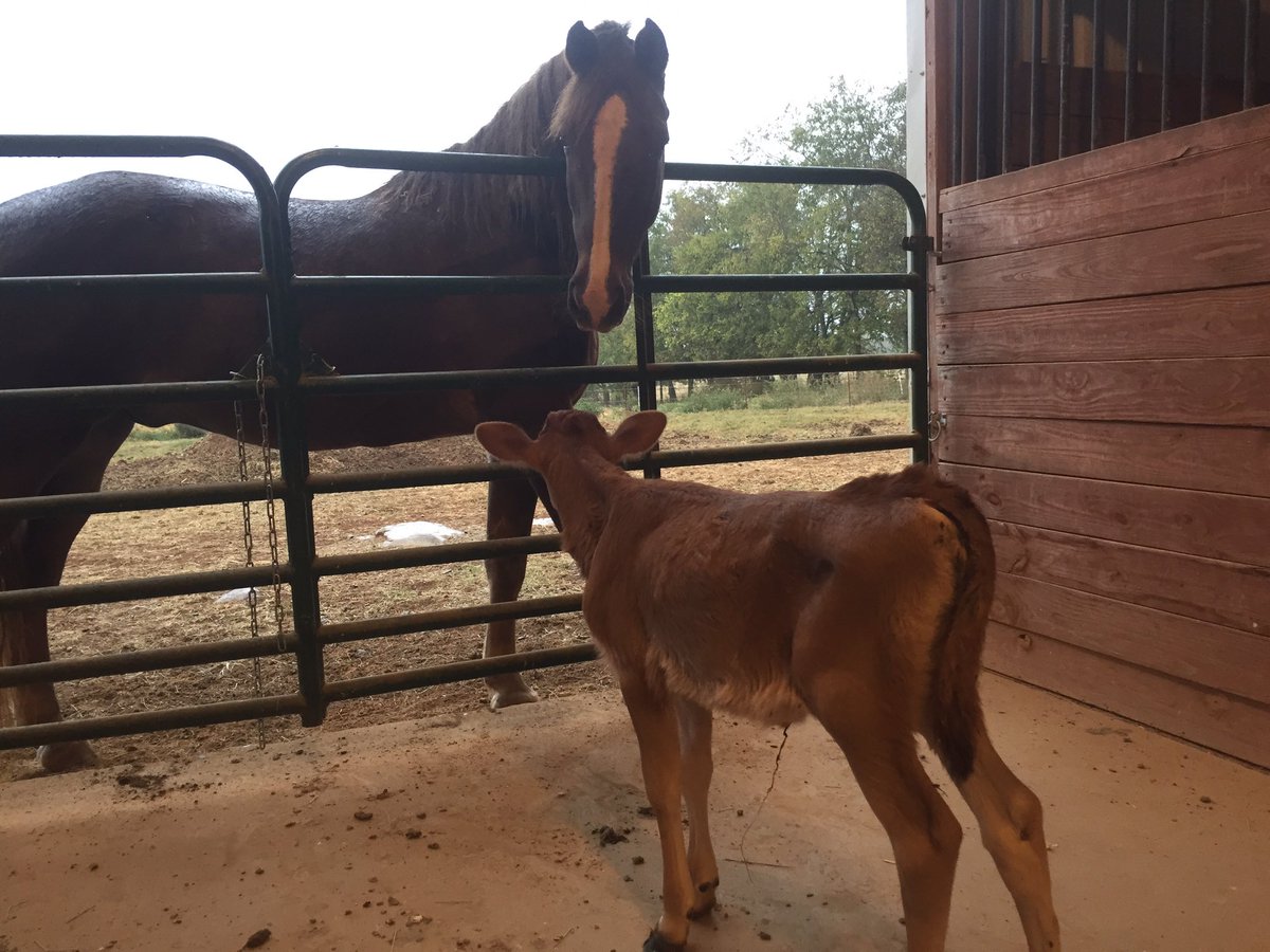 Are you my mommy? #FarmKidLife