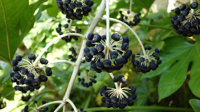 LotusDawn's tweet photo. Start your own vegetable seedlings indoors with these tips. https://t.co/8mkfs1vjrr #IndoorGardening https://t.co/XJ8yimxCoc