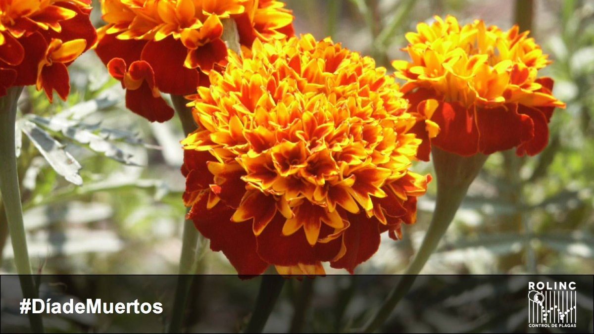 RolincMx's tweet photo. ¿Sabías que el cempasúchil se usa como un abono orgánico para combatir las plagas de cultivos como el tomate? #DiaDeMuertos https://t.co/kqkCztV0XI