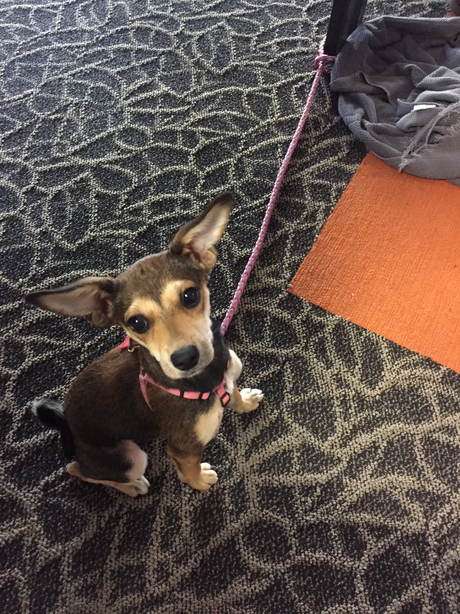 chgormley86's tweet photo. Hazel is my cutest coworker #lifeatSA #dogsofSA https://t.co/3oTtiyG7Zq