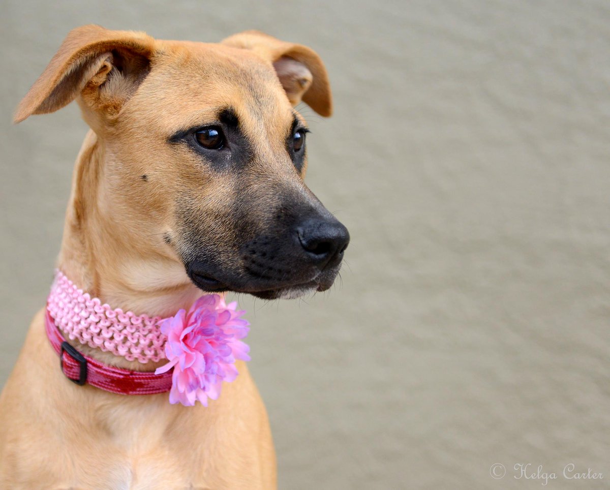 officialPPRT's tweet photo. Meet our Adoptable dog of the week: Daisy!  To find out more about Daisy, please click below: https://t.co/3REtmoy8jr https://t.co/PozN53f7Gz