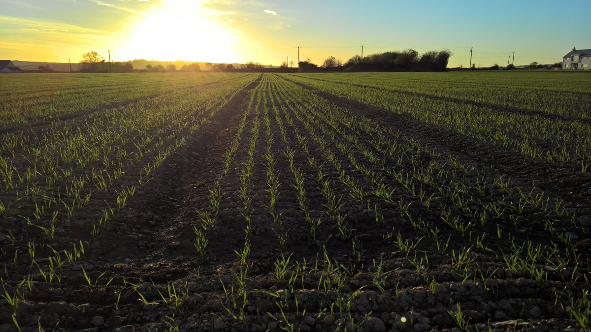 John_Dunne_'s tweet photo. Winter wheat plots emerging well following WOSR at Goldcrop this evening. https://t.co/HZh4KyS9bo