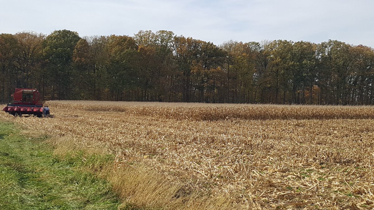 Jake_Greenstone's tweet photo. Beautiful day to be out running the combine @TroyMillsFarm https://t.co/ZpAlHKVCeE