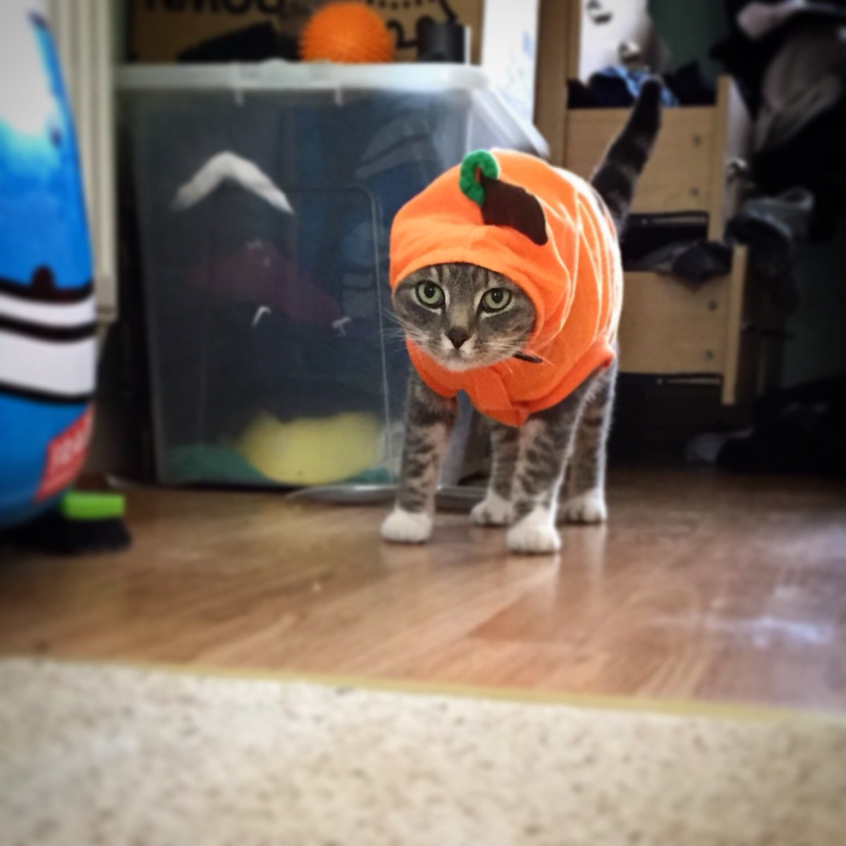 zozopoo's tweet photo. #halloween #CatsOfTwitter #dresseduppet #angrycat #pumpkin https://t.co/YIIIu2NkJG