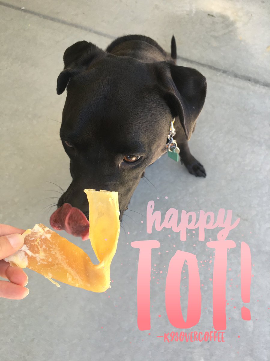 K9sOverCoffee's tweet photo. Happy #TongueOutTuesday from Missy & her Beef Aorta from @feedreal ππ #FeedReal #RawFedDogs https://t.co/qtoRdFgdWT