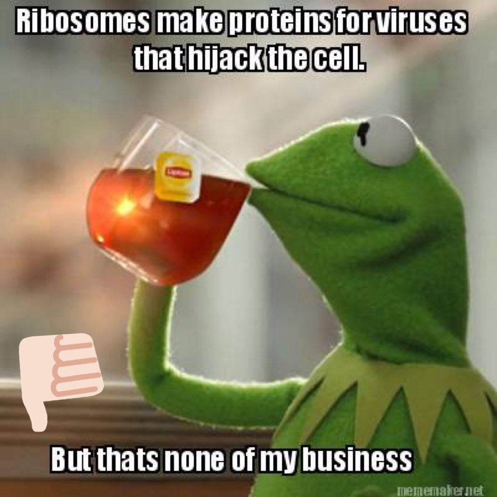 TheRealMitoCho's tweet photo. @RlyRadRibosomes #OrganelleWars https://t.co/cGJHByGbEn