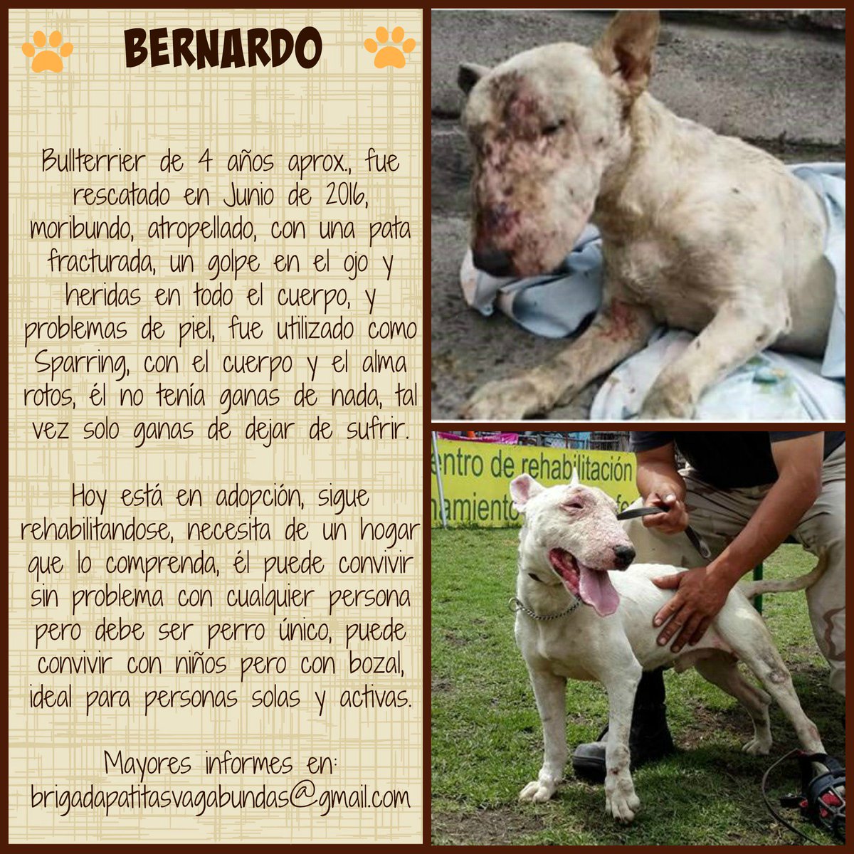 Bernardo necesita un hogar, ayudale! facebook.com/22049619465474…