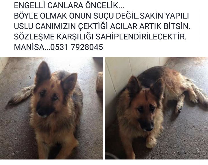 Vildan elçin Şenkaya tweet media