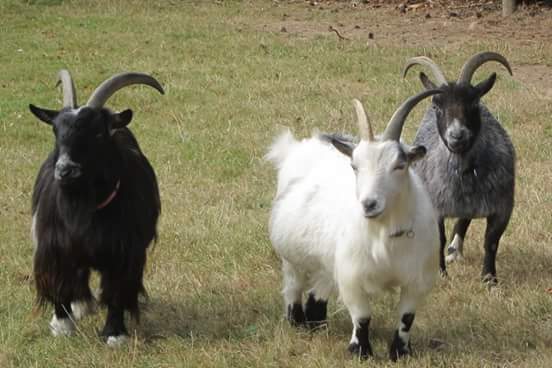 ButtercupsGoats's tweet photo. These three boys have settled in nicely(Zack,Brian and Nyger) #goat #allboystogether #handsome https://t.co/iRQAPFSUKZ